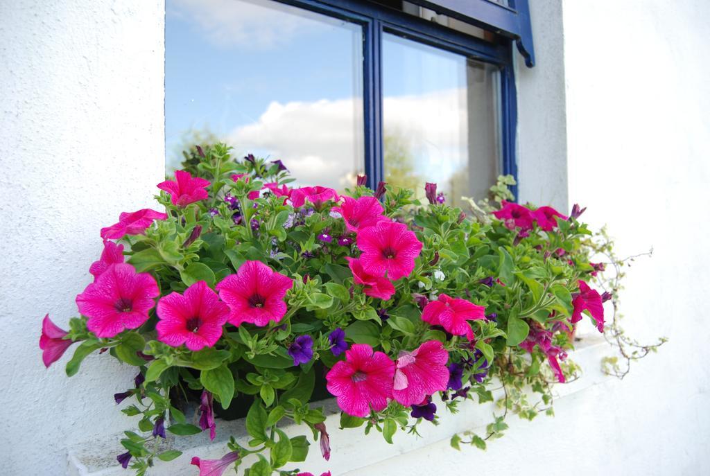 Old Killarney Cottages Extérieur photo