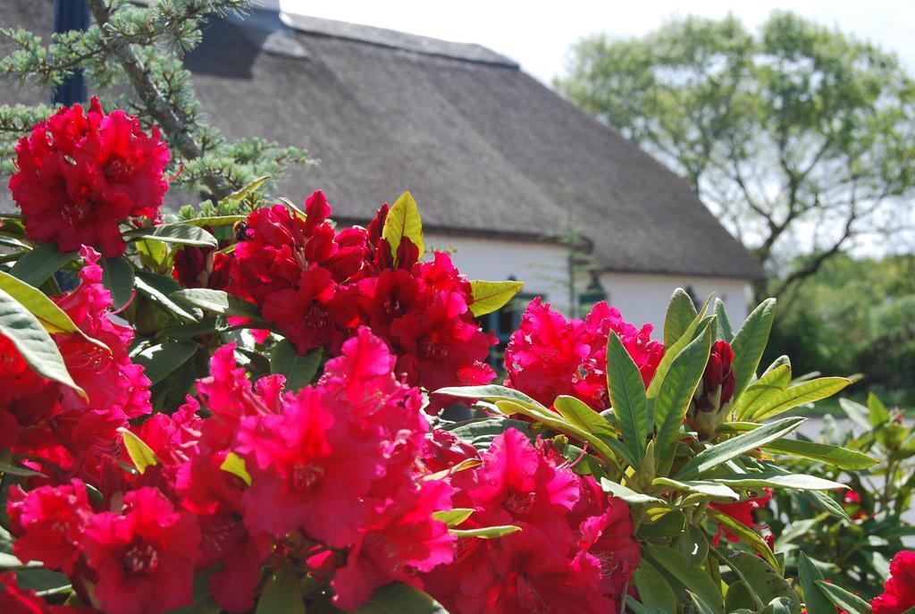 Old Killarney Cottages Extérieur photo