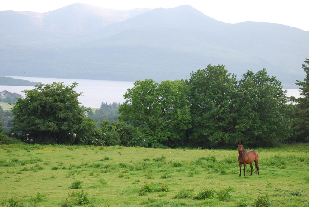 Old Killarney Cottages Extérieur photo